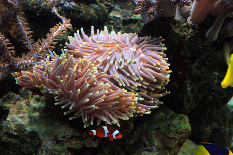 Aquarium 2013 (15)