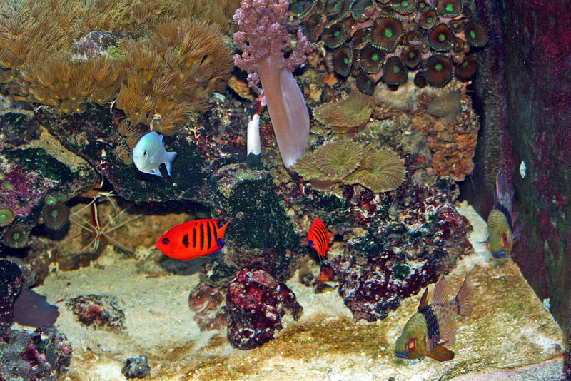 Aquarium 2013 (55)
